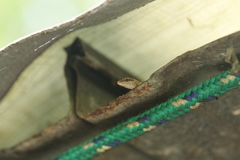 Saproscincus spectabilis