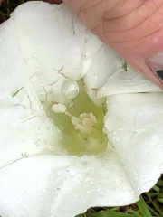 Calystegia atriplicifolia