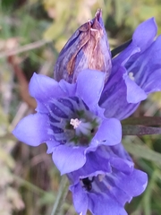 Gentiana decumbens, photograph (c) Святослав Власенко, some rights reserved (CC BY)