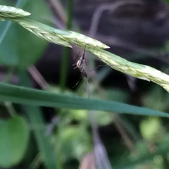 Aedes trivittatus