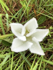 Calystegia atriplicifolia