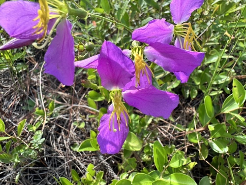 Rhexia nashii, photograph 4