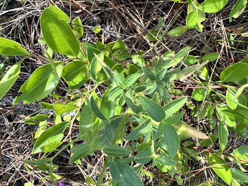 Rhexia nashii, photograph 5