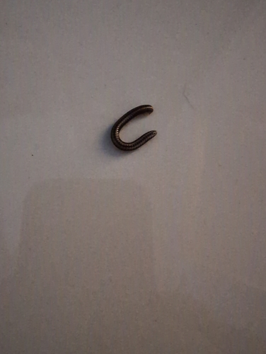 Spirobolellus immigrans