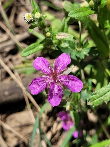 pinewoods geranium