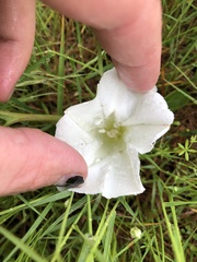Calystegia atriplicifolia