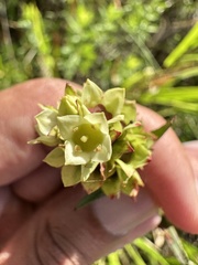 Ludwigia suffruticosa, photograph (c) Ashwin Srinivasan, some rights reserved (CC BY)
