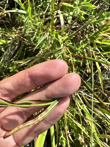 Ludwigia suffruticosa, photograph 5