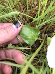 Calystegia atriplicifolia