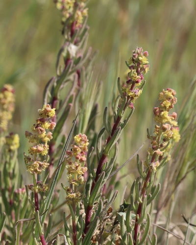 Tetragonia fruticosa, photograph 3