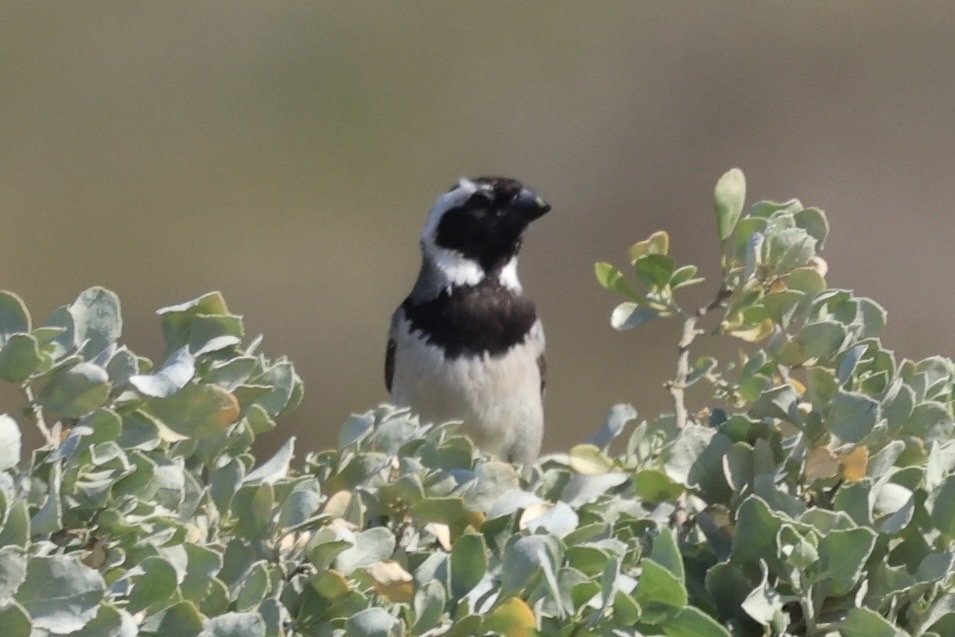 Tetragonia fruticosa; photograph (c) Cricket Raspet, some rights reserved (CC BY)