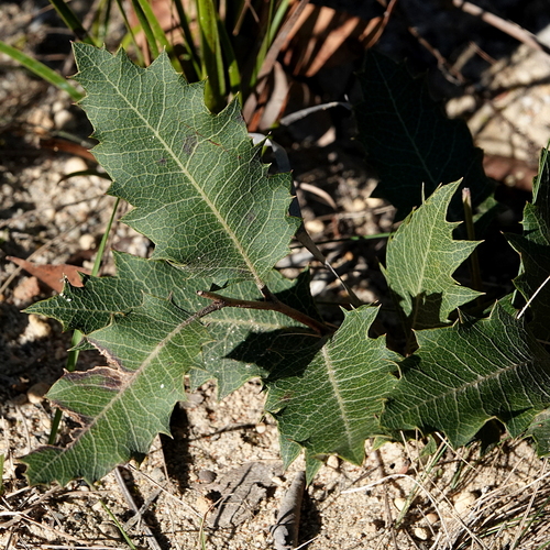 Lomatia ilicifolia