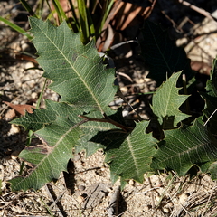 Lomatia ilicifolia