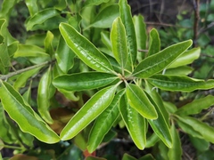 Magnoliopsida