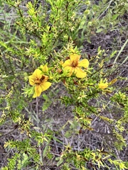 Hypericum tenuifolium