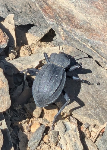 iNaturalist observation photo of Philolithus actuosus