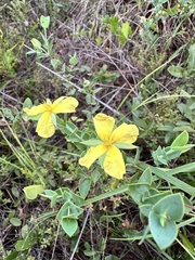 Hypericum tetrapetalum, photograph (c) Ashwin Srinivasan, some rights reserved (CC BY)