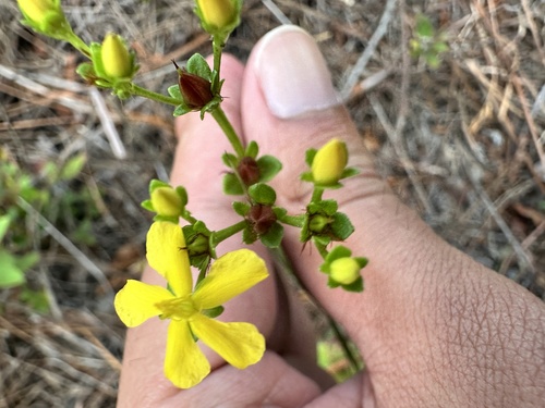 Hypericum cistifolium, photograph 6