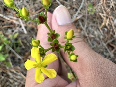 Hypericum cistifolium, photograph (c) Ashwin Srinivasan, some rights reserved (CC BY)