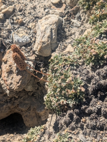 iNaturalist observation photo of mat rock spiraea