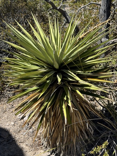 Yucca schottii