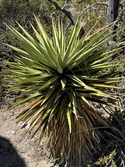Yucca × schottii, photograph (c) Ian McFaul, some rights reserved (CC BY)