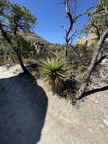 Yucca × schottii, photograph 2