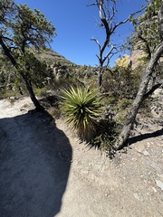 Yucca × schottii, photograph (c) Ian McFaul, some rights reserved (CC BY)