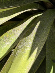 Yucca × schottii, photograph (c) Ian McFaul, some rights reserved (CC BY)