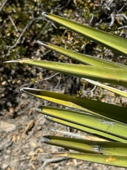 Yucca × schottii, photograph (c) Ian McFaul, some rights reserved (CC BY)