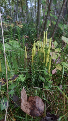 interrupted clubmoss
