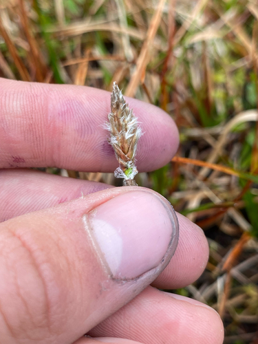 Eriophorum chamissonis, 2026-08-30