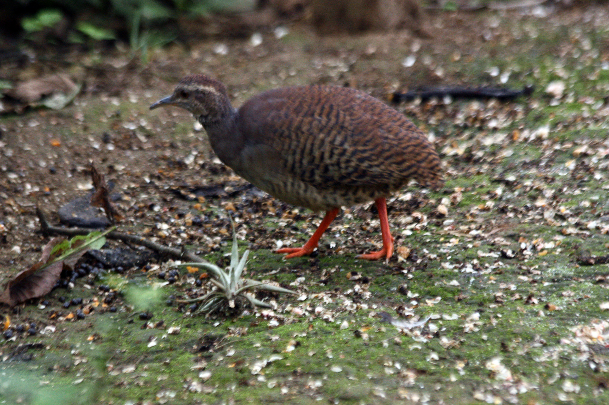 Crypturellus transfasciatus image