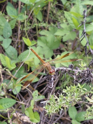 Banded Darter