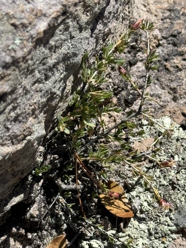 Spiny Greasebush