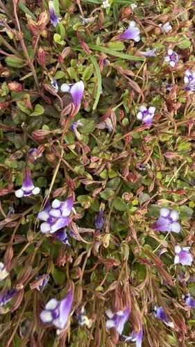 Lindernia, 2026-09-05