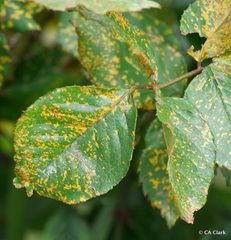 Phragmidium tuberculatum