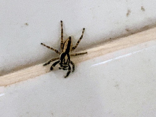 Gray Wall Jumping Spider