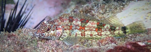 Glossy Blenny (Malacoctenus zonifer)