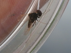 Chrysopilus basilaris