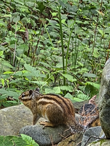 Siberian Chipmunk