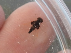 Chrysopilus basilaris