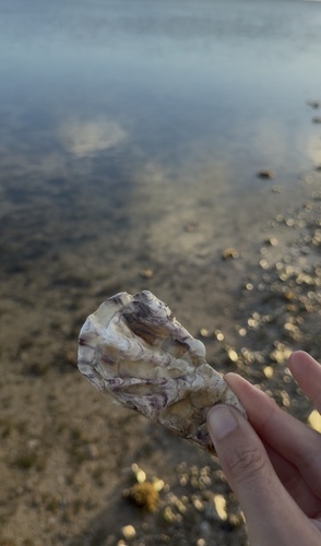 Crassostrea gigas, 2026-09-05