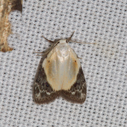 Manoba divisa, 2011-11-14