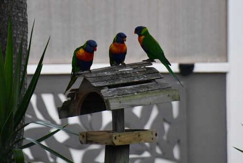 Rainbow Lorikeet