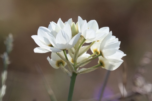 Ornithogalum thyrsoides, photograph 5