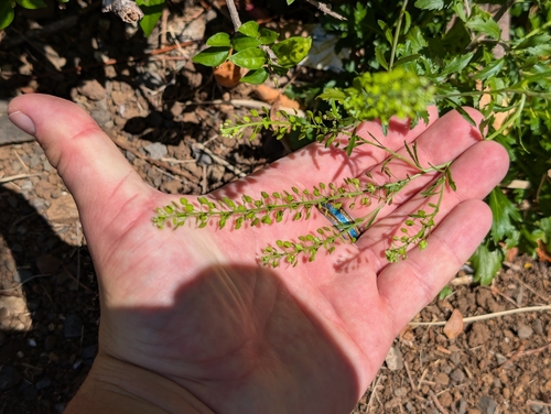 Lepidium virginicum observed 2026-09-05