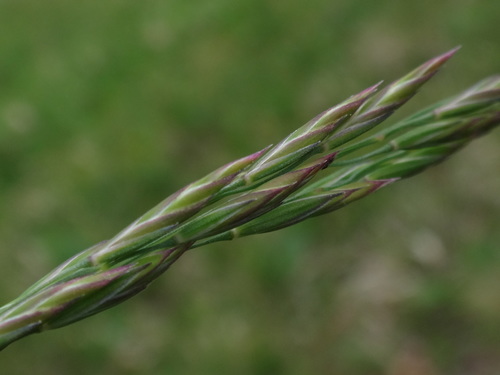 Festuca amethystina, photograph 1