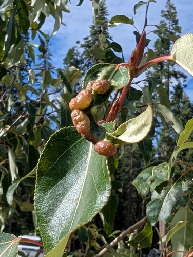 iNaturalist observation photo of Bead-like Cottonwood Gall aphid