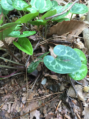 Hexastylis virginica